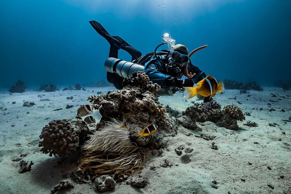 Nurek przy rafie — Advanced Open Water