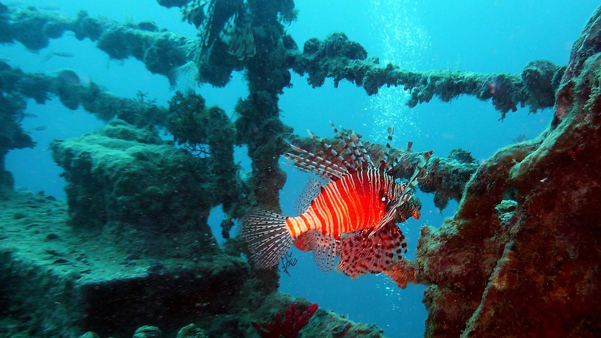 Nurek i skrzydlica na rafie — Master Scuba Diver