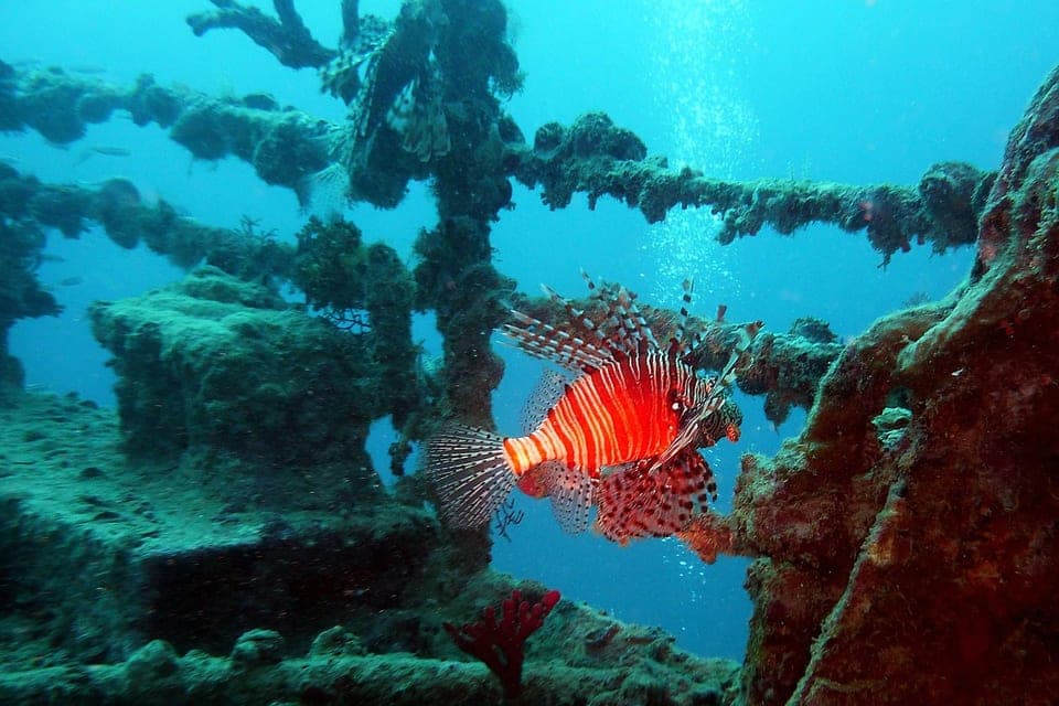 Nurek i skrzydlica na rafie — Master Scuba Diver